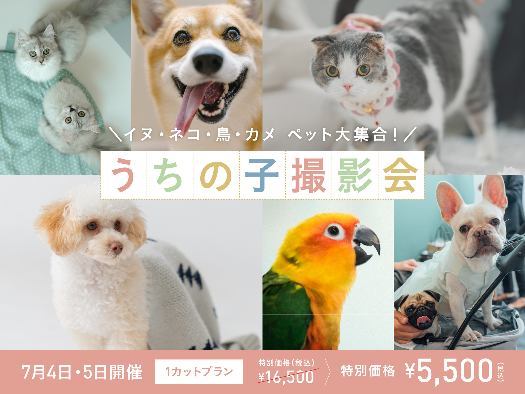 【岡山】7月4日・5日開催｜うちの子撮影会（ペットフォト 5,500円〜／スタジオ撮影限定特別プラン）